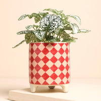 Lisa Angel (US Duties Paid) - Pink and Red Checkerboard Mini Plant Pot